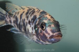 Metriaclima fainzilberi 'Lundo Island'